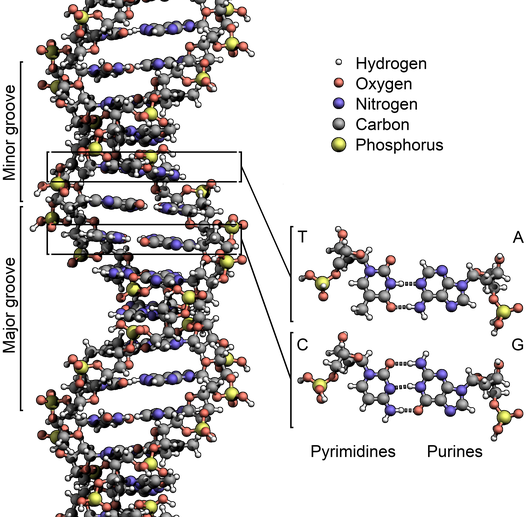 DNA