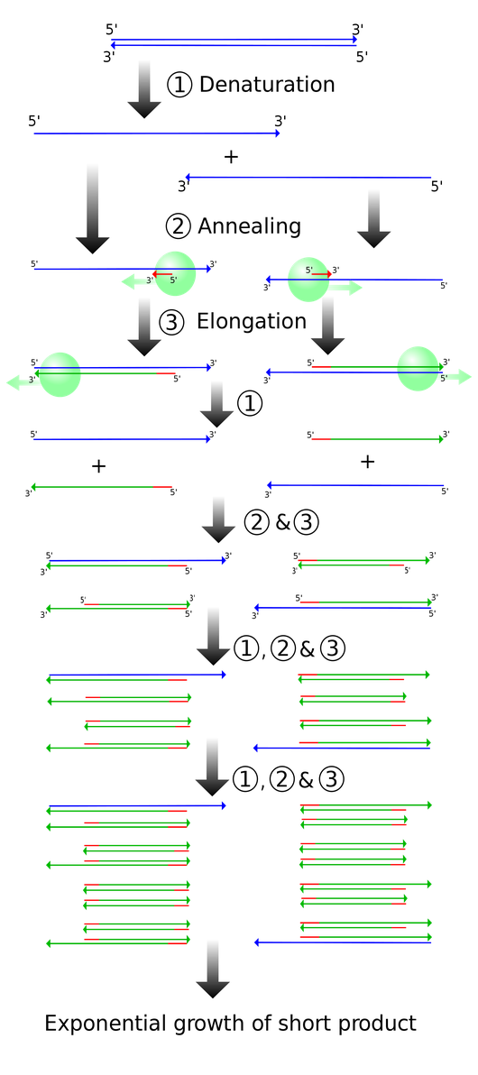 Schematic drawing of the PCR cycle.