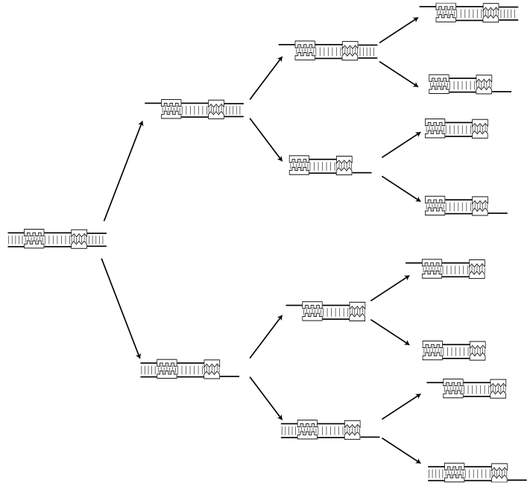 PCR Branching