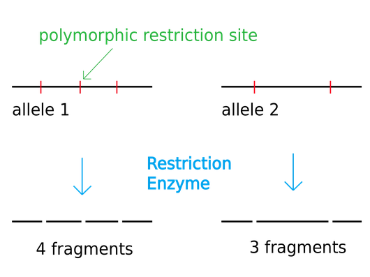 RFLP Fingerprinting