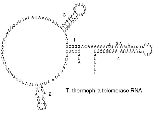 RNA Folding