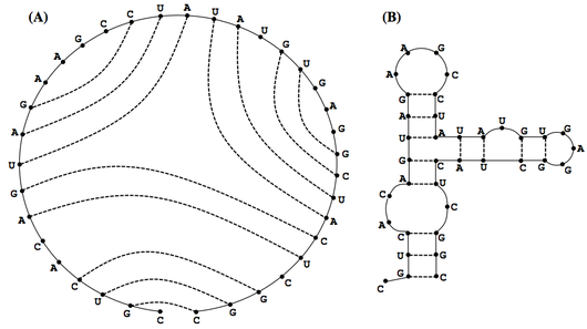 Valid basepair matching