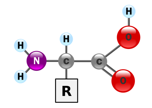 Amino Acid