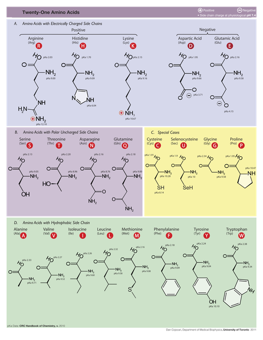 Amino Acid Table