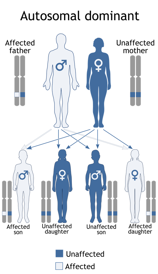 Dominant gene in autosome