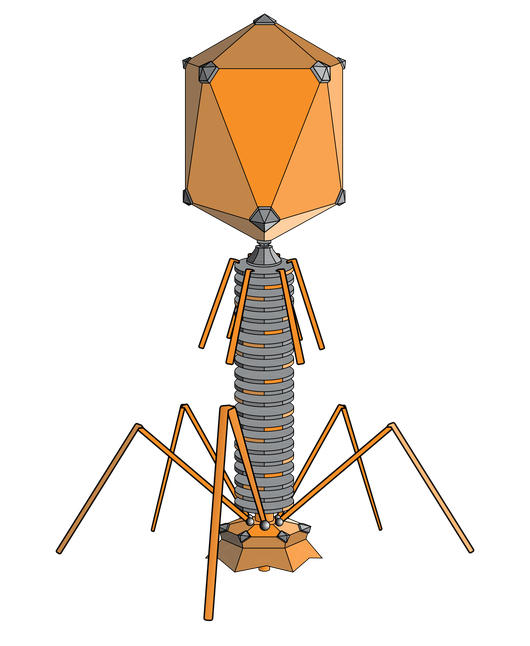 Bacteriophage