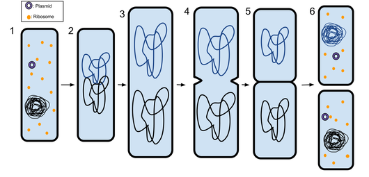 Binary Fission