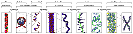 Chromatin