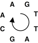 Circular String