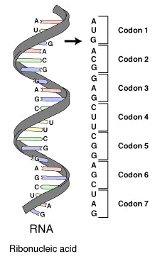 Codon