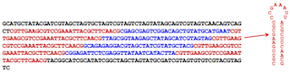 CRISPR