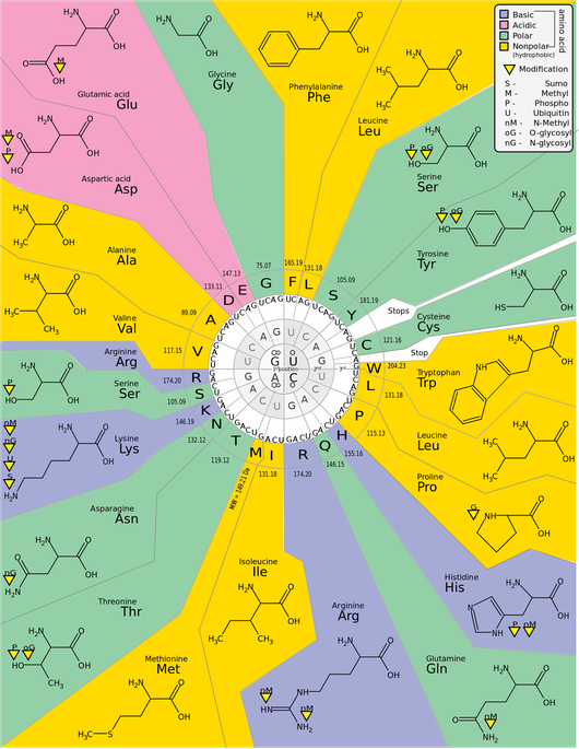 Genetic Code