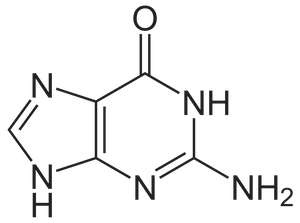 Guanine