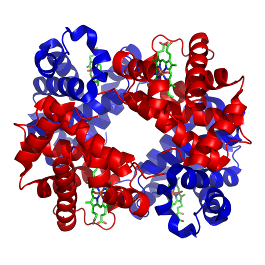 Hemoglobin