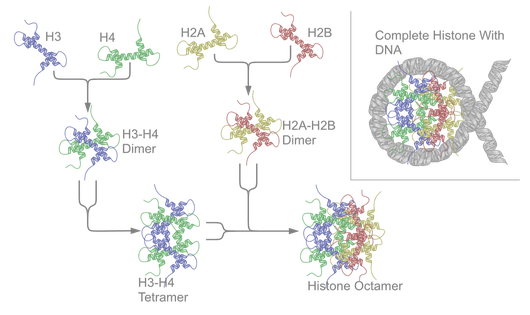 Histone