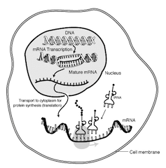 mRNA