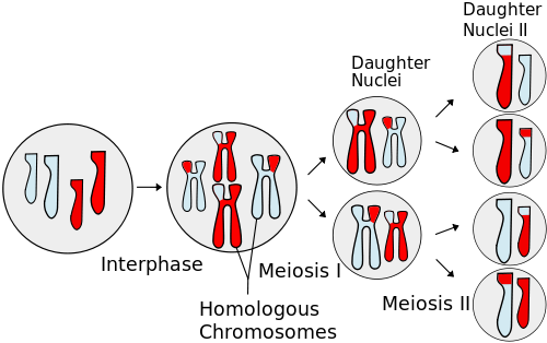 Meiosis