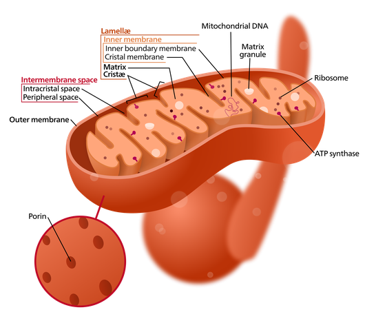 Mitochondrion