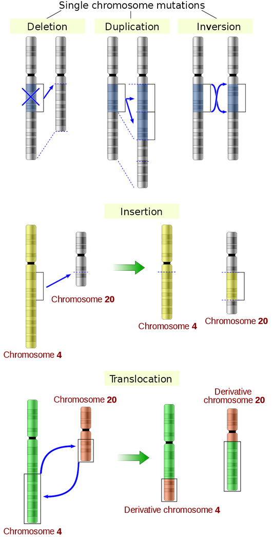 Mutation