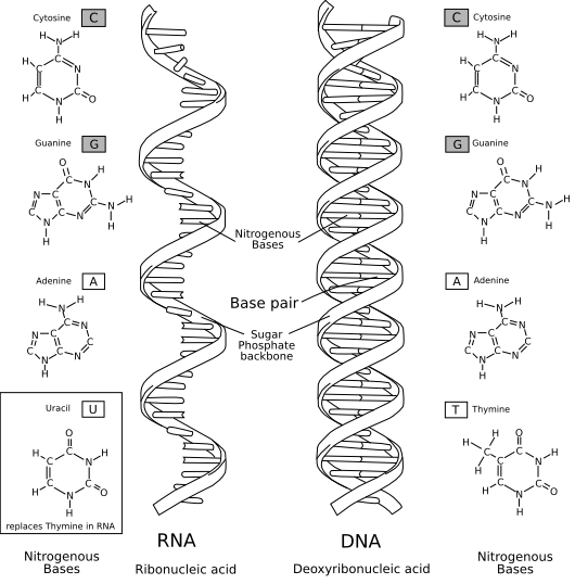 Nucleic Acids