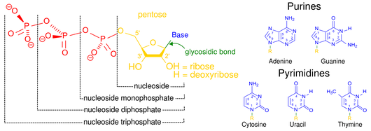 Nucleotide