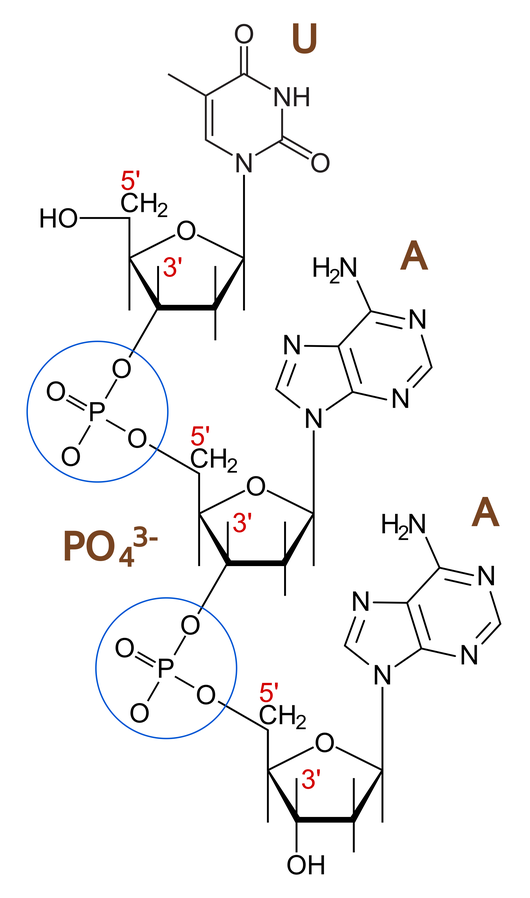 Phosphodiester bond