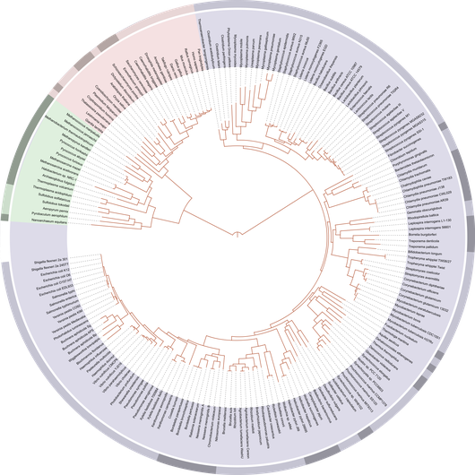 Phylogeny