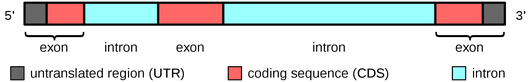 Precursor mRNA