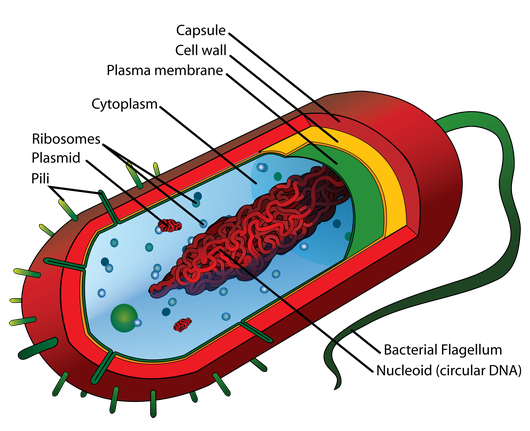 Prokaryote