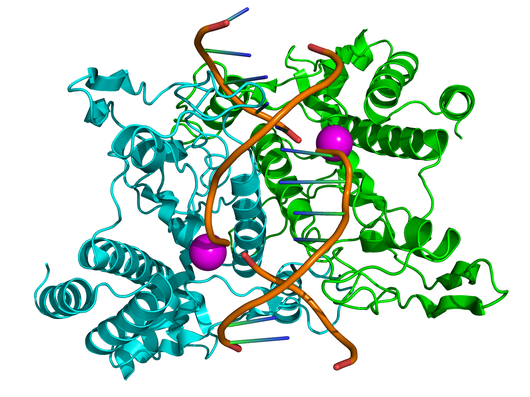 Restriction Enzyme