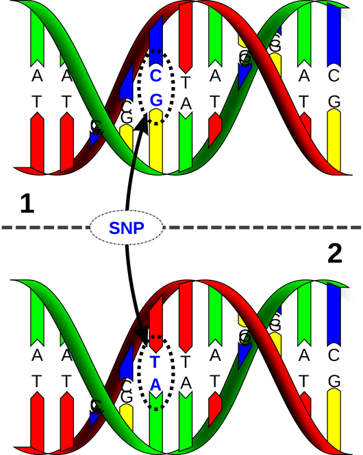 Single Nucleotide Polymorphism