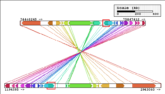 Synteny block