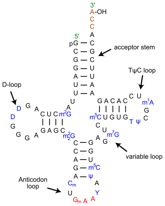 tRNA