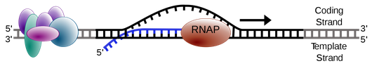 RNA transcription