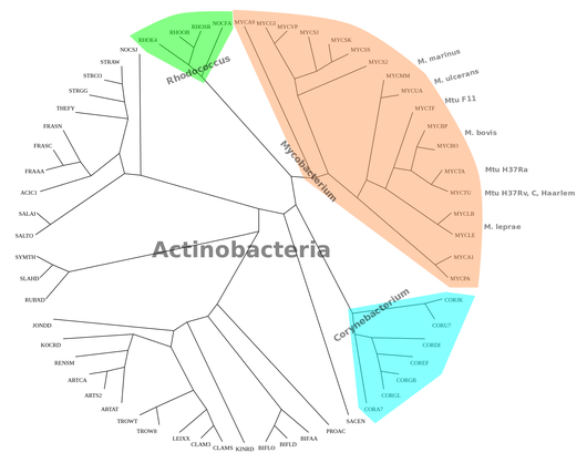 Unrooted Binary Tree