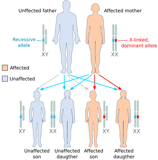 X-linked dominant, affected mother